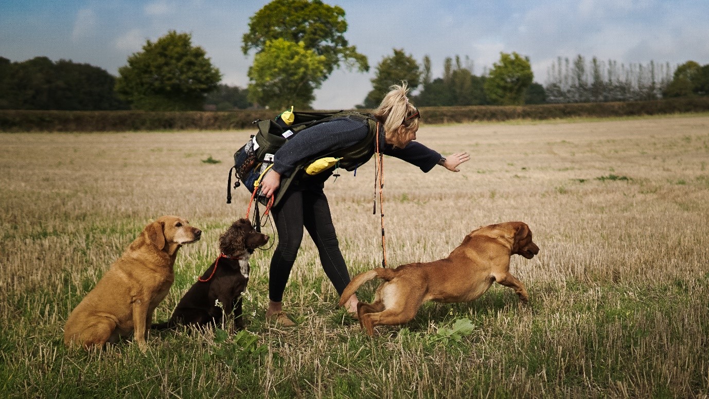 woman training with two golden labradors and a brown spaniel in stubble field